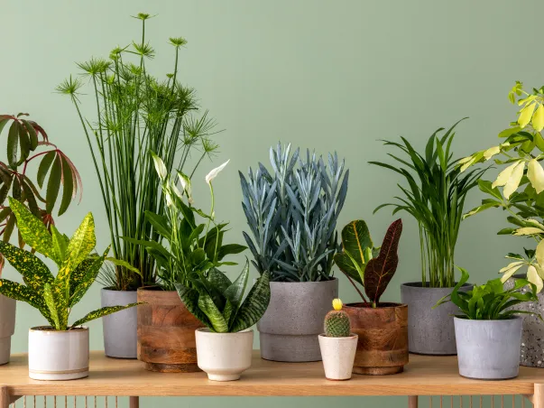 Magasin de vente de plantes d'intérieur et d'extérieur dans le Gard à Nîmes