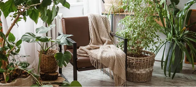 Choix de plantes d'intérieur pour votre appartement ou maison à Nîmes